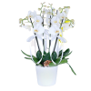 4 Dal Beyaz Orkide