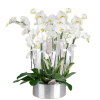 Beyaz Orkide Tasarım