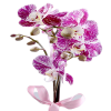 Dalmaçyalı Orkide