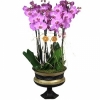 Dekoratif Pembe Orkide Tasarım