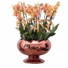 Turuncu Vip Orkide
