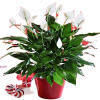Spatifilyum Barış Çiçeği