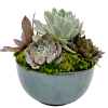 Teraryum Succulent