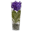 Vanda Mor Orkide